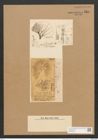 Schizonema smithii Ag. (de-Toni-Nr.: Genus 20, Species 1207) Zeichnungen Sammlung Grunow Nr. 2315 (NHMW-BOT-W0369438)